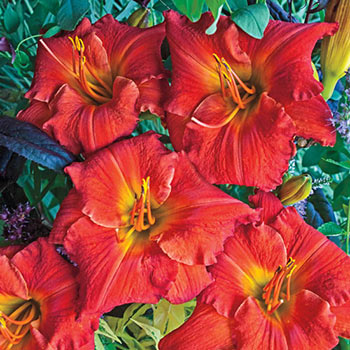 Desert Flame Jumbo Daylily