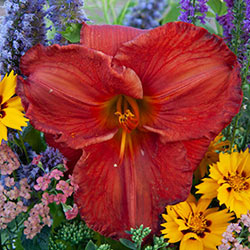 Desert Flame Jumbo Daylily