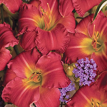 Earlybird Cardinal™ Jumbo Daylily