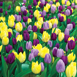 Royal Tulip Blend