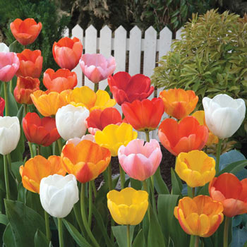 Mixed Long-Stemmed Perennial Tulip Super Bag