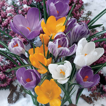 Giant Crocus for Naturalizing