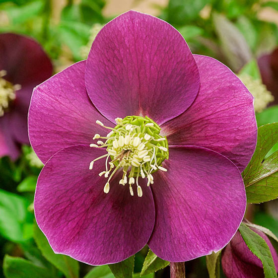 Winter Plum Hellebore