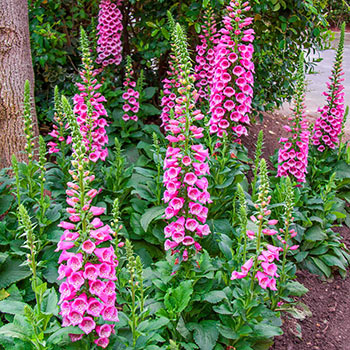 Camelot Rose Foxglove