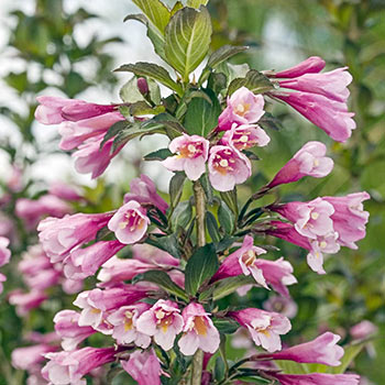 Java Red Weigela