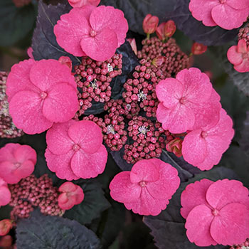 Pink Dynamo™ Hydrangea