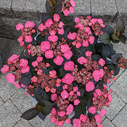 Pink Dynamo™ Hydrangea