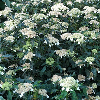 Riven Lace Hydrangea