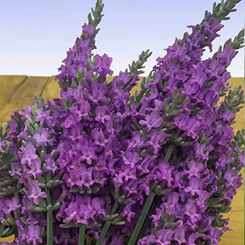 Sensational!<sup>®</sup> Lavender