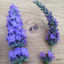 Sensational!<sup>®</sup> Lavender