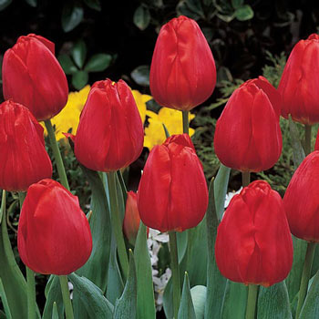 Darwin Hybrid Tulip Apeldoorn