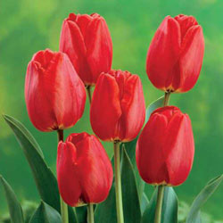 Darwin Hybrid Tulip Apeldoorn