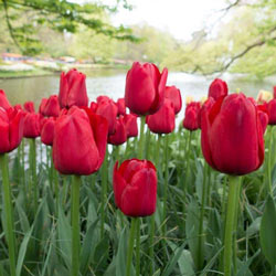 May Flowering Tulip Kingsblood