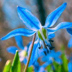 Scilla siberica (Siberian Squill)