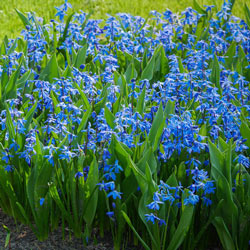 Scilla siberica (Siberian Squill)