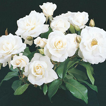 Iceberg Floribunda Rose