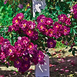 Stormy Weather™ Climbing Rose