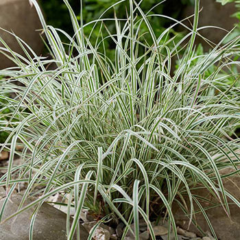 Chameleon Variegated Little Bluestem