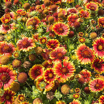 Gaillardia Arizona Sun