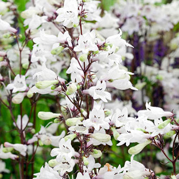 Husker Red Penstemon