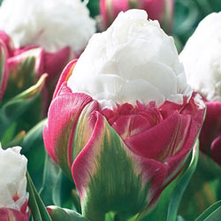 Ice Cream Tulip