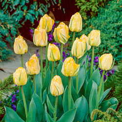 Darwin Hybrid Tulip Akebono