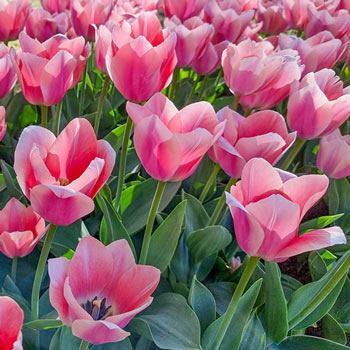 Darwin Hybrid Tulip Bella Blush