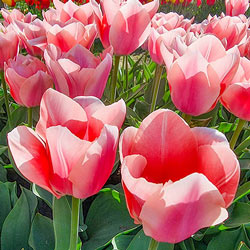 Darwin Hybrid Tulip Bella Blush