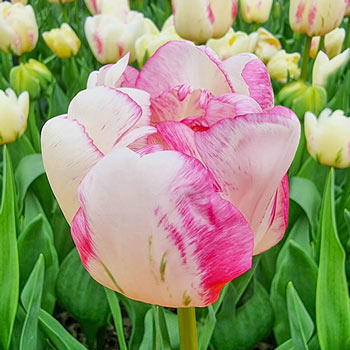 Double Peony Tulip Double Shake