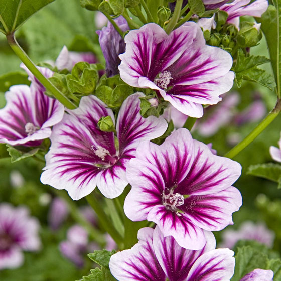 Zebra Mallow