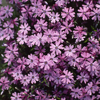 Purple Beauty Carpet Phlox