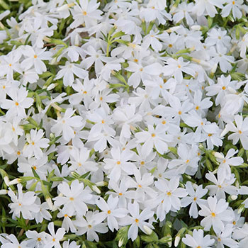 Snowflake Carpet Phlox