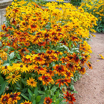 Autumn Colors Rudbeckia Mix