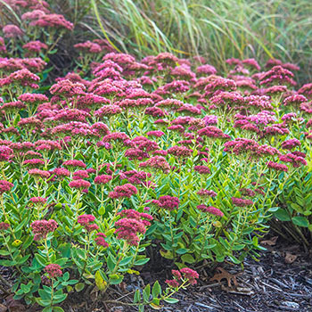 Autumn Joy Sedum