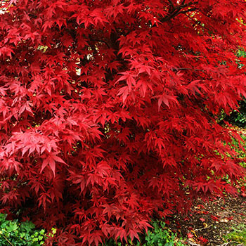 Bloodgood Japanese Maple