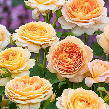 Fun in the Sun™ Grandiflora Rose