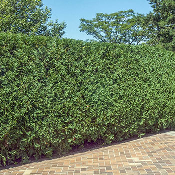 Techny Arborvitae Hedge