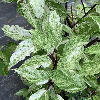 Yuki Gessho Variegated Panicle Hydrangea