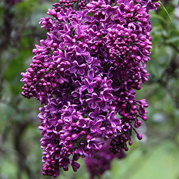 Albert F Holden Lilac Hedge