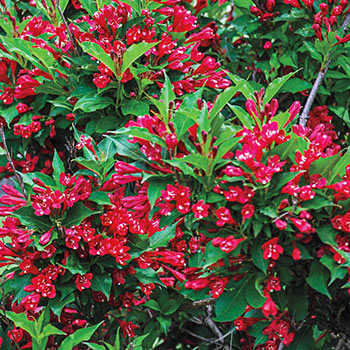 Red Prince Weigela Hedge