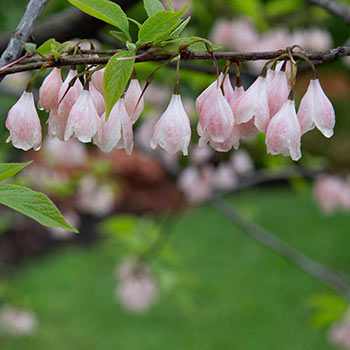 Pink Mountain Silverbell Tree