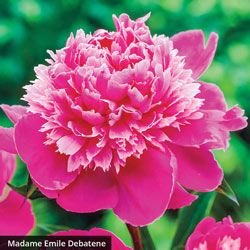 Exceptionally Fragrant Peony Trio