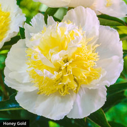 Exceptionally Fragrant Peony Trio