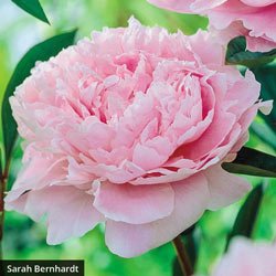 Exceptionally Fragrant Peony Trio