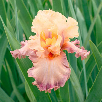 Poster Girl KickStart™ Bearded Iris