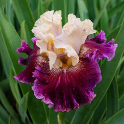 Royal Harlequin KickStart™ Bearded Iris