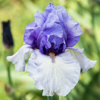 Villa Erba KickStart™ Bearded Iris