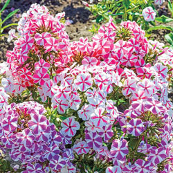 Twisted Tall Phlox Mix