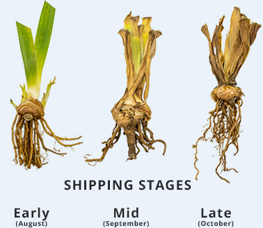Shipping Stages